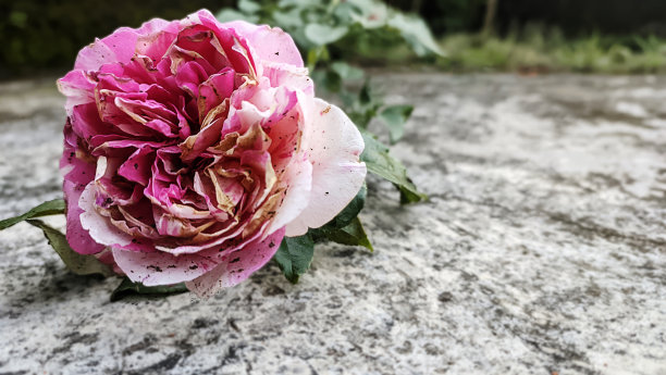 已经开始凋谢的玫瑰花图片下载