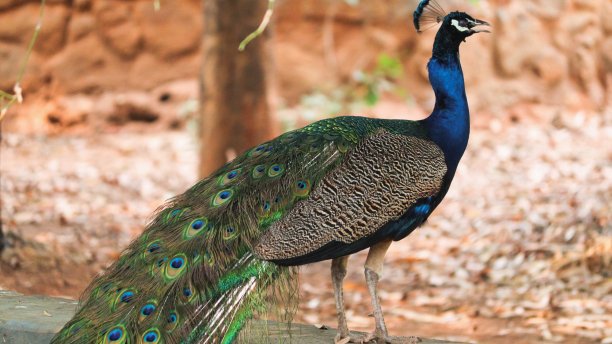 美丽的孔雀在它的自然栖息地在一个模糊的背景在春天图片下载