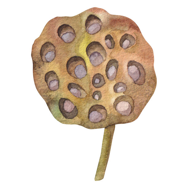 在白色的背景上，用水彩画有莲子的干棕色荷花图片下载