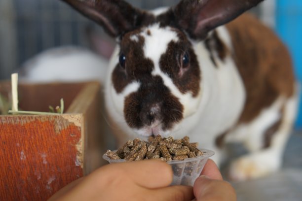 兔子吃人们给它们的食物。图片下载