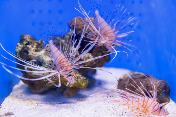 红色狮子鱼在水族馆的岩石和沙滩上游泳图片下载