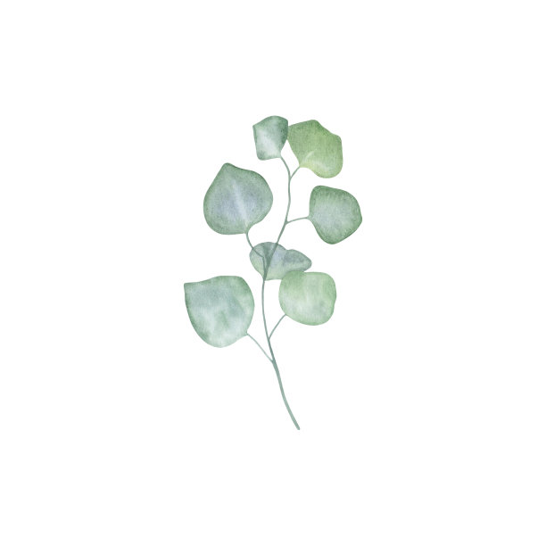 桉树枝，叶孤立在白色背景上。植物插图。水彩手绘插图图片下载