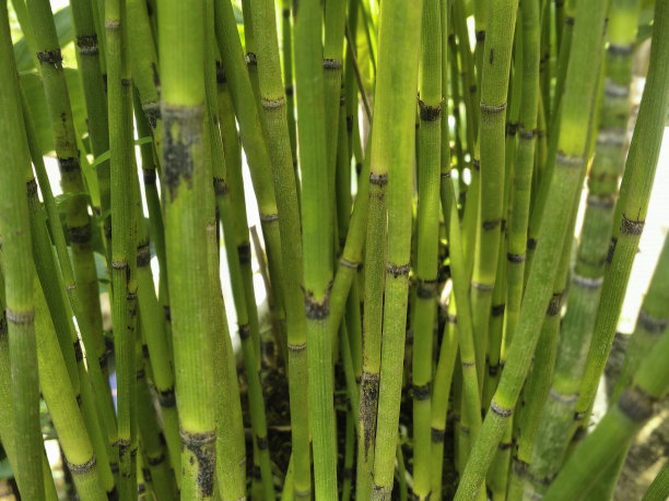 木贼(马尾)图片下载