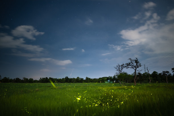 萤火虫，萤火虫，萤火虫在夜间在田野里飞翔图片下载