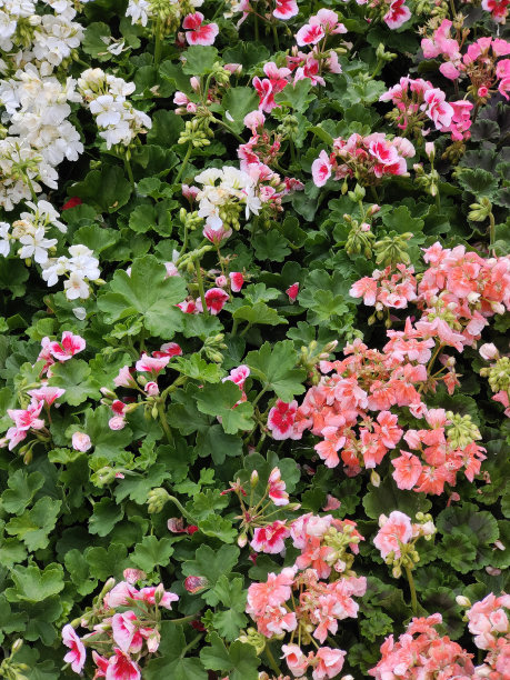 鲜花的背景图片下载