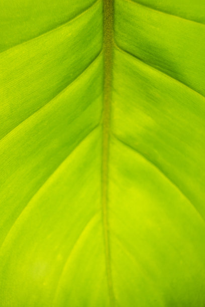 叶骨细节线浅绿色黄色特写细节纹理宏图片下载