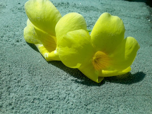 沙滩上有两朵黄色的花图片下载