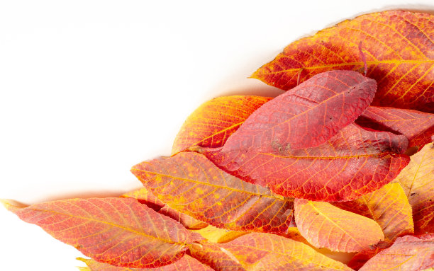 秋天的风景，写生秋色中的照片，黄色勃艮第红色的叶子，夏天的请愿，欢乐的画面图片下载