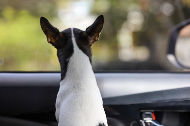 车窗里可爱的狗狗的后视图，吉娃娃小狗在度假旅行时望着车窗图片下载