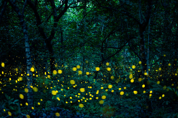萤火虫是夜晚雨林中的闪电虫图片下载