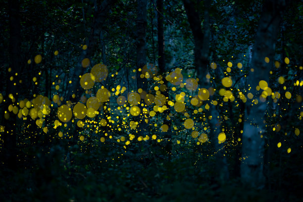 萤火虫是夜晚雨林中的闪电虫图片下载