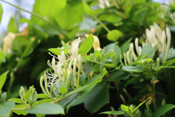 盛开的白色忍冬灌木。金银花，又名日本金银花图片下载