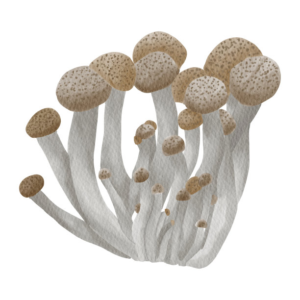 Shimeji蘑菇水彩画图片下载