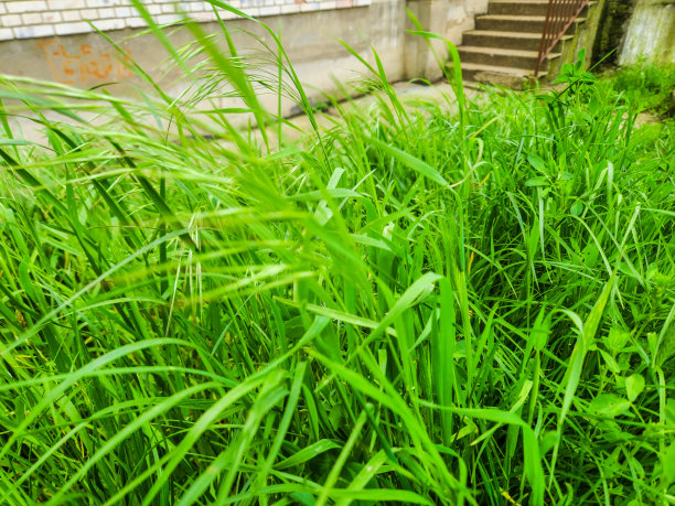 随机的自然照片图片下载
