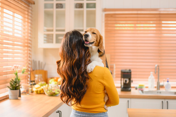 一只比格犬，白天在家里的地板上奔跑。图片下载