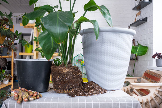 在家庭室内将大型家庭植物灯盏草重新盆栽到新花盆中。照顾一个盆栽植物，大尺寸，streelitia reginae图片下载