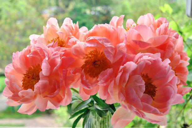 一束时尚的牡丹特写。粉红色的牡丹。花瓣特写。花贺卡或壁纸。精致的抽象花卉粉彩背景。卡片概念，复制文本空间图片下载