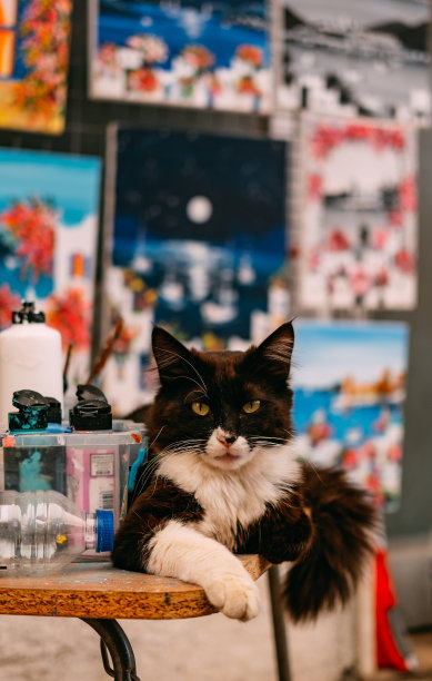 画家燕尾服猫图片下载