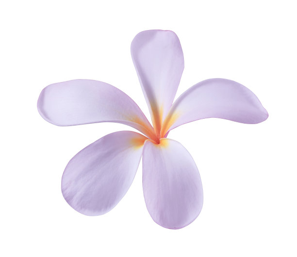 粉红色的鸡蛋花或桔梗花。图片下载