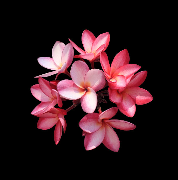 鸡蛋花或桔梗花。图片下载