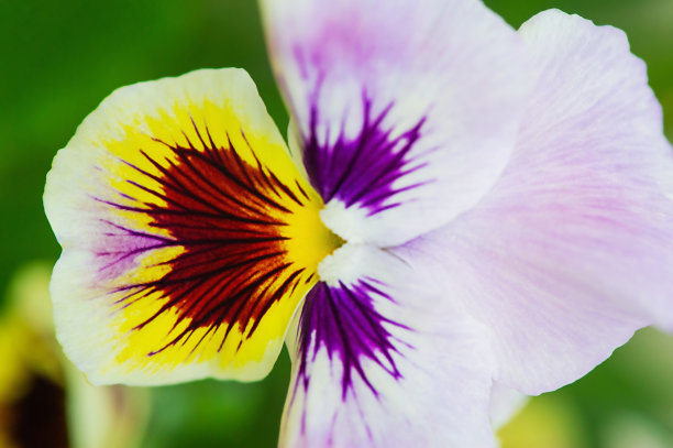 紫罗兰花的特写黄色与紫色的颜色。微距照片的一朵花在一个模糊的背景。图片下载