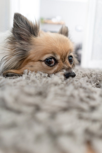 吉娃娃在一条小走廊里快乐地休息，图片下载