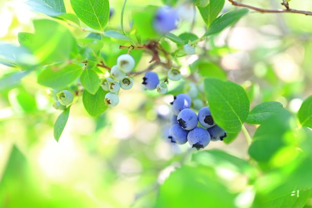 一群挂在树枝上的小蓝莓图片下载