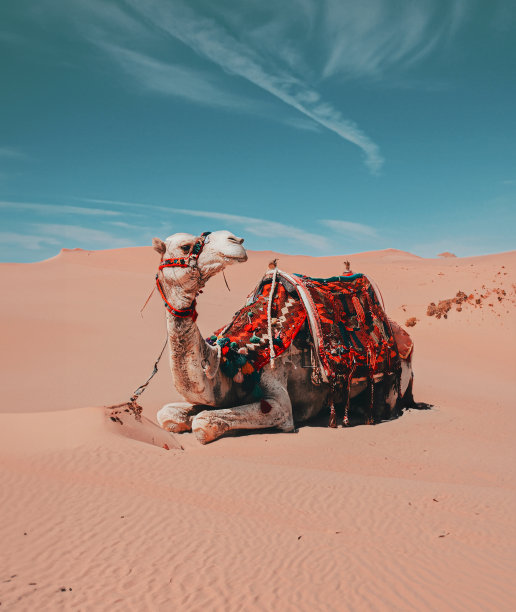 迪拜沙漠中可爱的骆驼图片下载