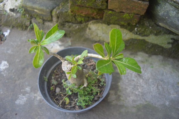 室内或室外设计的室内植物图片下载