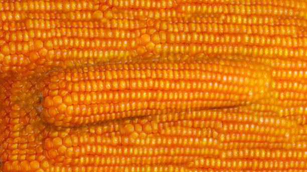 玉米，这种谷物的重要性图片下载