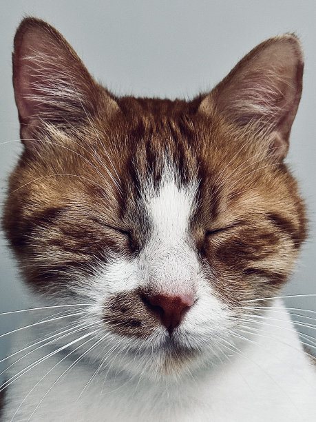 被蒙上眼睛的猫图片下载