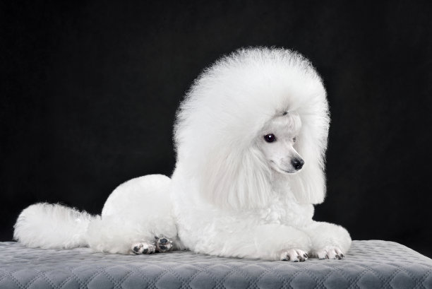 躺着的白色玩具贵宾犬图片下载