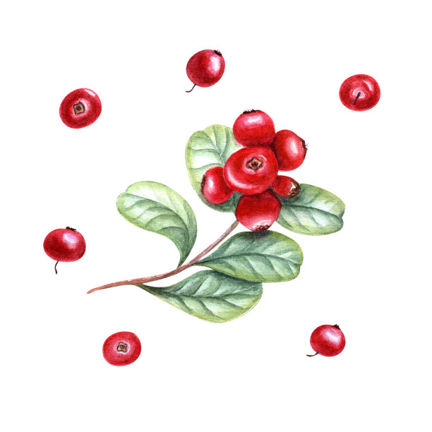 鲜香的蔓越莓枝孤立在白色背景上。水彩植物插图以红色浆果和绿叶为设计问候，包装设计图片下载