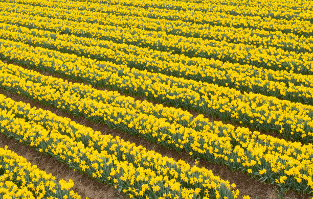 水仙花在农村的农田里图片下载