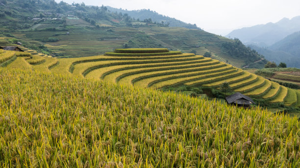 越南Mugang Chai的水稻梯田风景照片图片下载