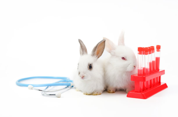 白色背景上的小白兔和医疗设备听诊器和实验试管图片下载