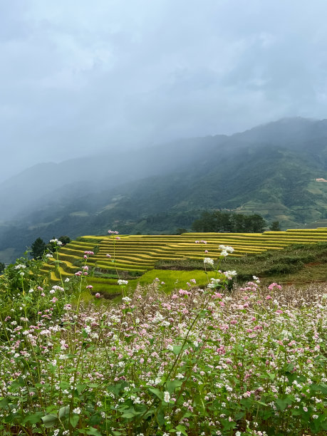这是越南农作季节Mugang Chai梯田的风景。图片下载