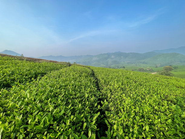 越南山上的茶园和早晨的阳光图片下载