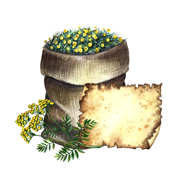 唐茜，草药，晒干，压碎，装在麻袋里。用旧羊皮纸做的标签和一勺切碎的草药。水彩手绘插图。的包。图片下载