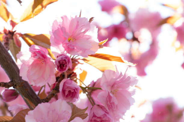 乌克兰春天花园里的粉红色开花树图片下载