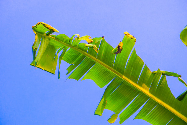 芭蕉叶与蓝天背景在一个阳光明媚的早晨图片下载