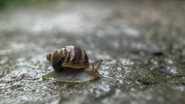 下雨天的蜗牛图片下载