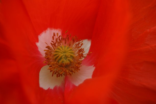 Papaver是一个属，有70-100种耐霜的一年生，二年生植物。它是罂粟科的模式属。图片下载