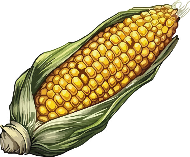 成熟的有机甜玉米图片下载