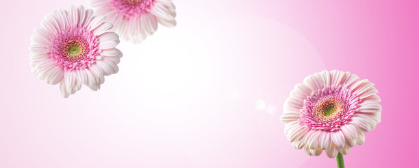 非洲菊花的特写图片下载