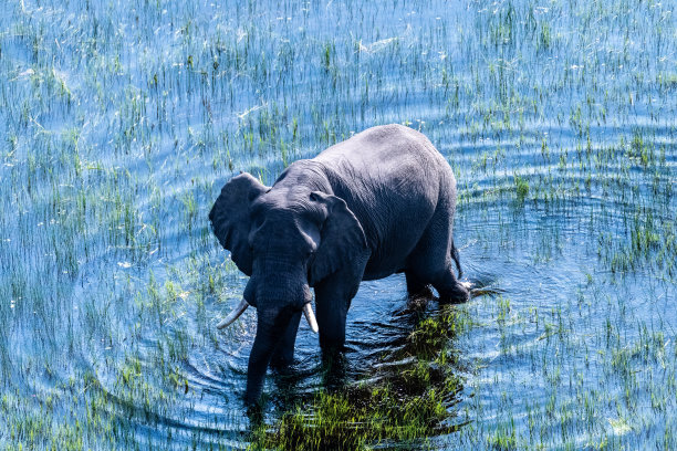 非洲象的鸟瞰图图片下载