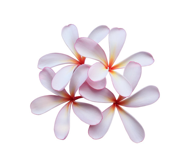 鸡蛋花或凤仙花花束。图片下载