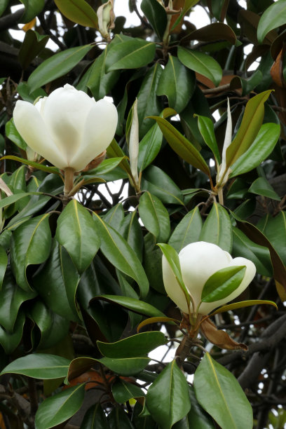 洋玉兰图片下载