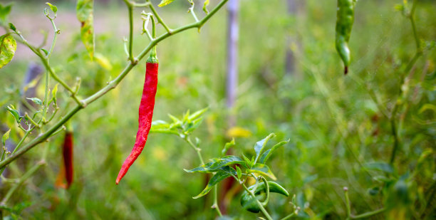 辣椒农场的红辣椒植株，有机农场的农业辣椒图片下载