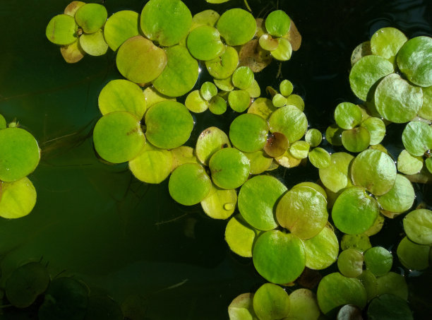水族馆里的莲花图片下载